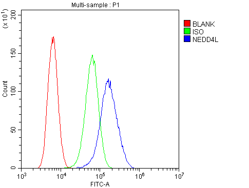 NEDD4L / NEDD4-2 Antibody