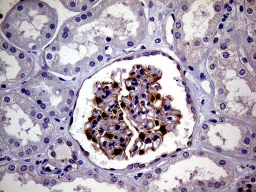 Monoclonal Mouse anti-Human PCMT1 Antibody (clone OTI4A4, aa60-285, IHC, WB)