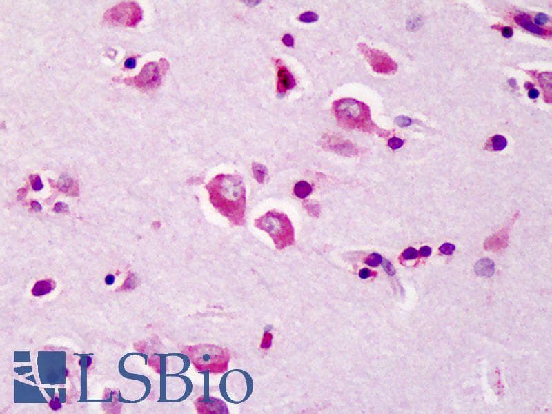 IHC-plus™ TRAF3 Antibody
