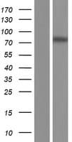 RNF207 Protein (Over-Expression Lysate Myc-DDK (Flag))