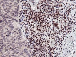 MEF2C Antibody (clone OTI2B12, Carrier-free)