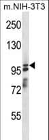 ASAP1 Antibody (aa360-388)