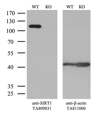 SIRT1 / Sirtuin 1 Antibody (aa552-676, clone OTI1H1)