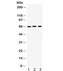 LMNB1 / Lamin B1 Antibody