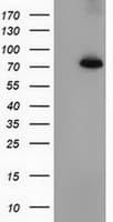 PPWD1 Antibody (clone OTI2B1)