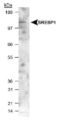 SREBF1 / SREBP-1 Antibody (aa300-400, DY488)