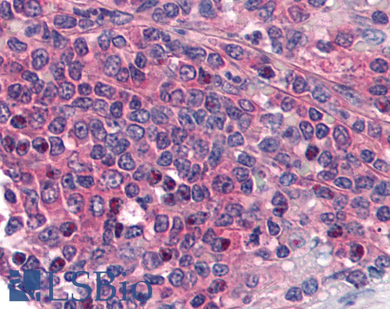IHC-plus™ PTGER1 / EP1 Antibody (aa248-260)