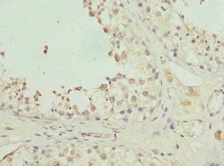 GPR68 / OGR1 Antibody