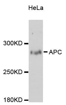 APC Antibody