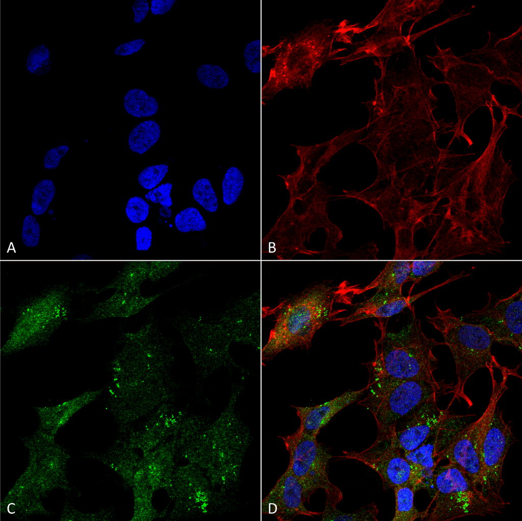 APG4B / ATG4B Antibody (FITC)
