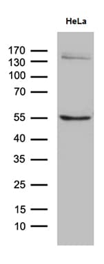 SOCS4 Antibody (clone OTI5H9, Carrier-free)