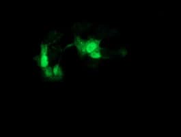 GCKR Antibody (clone OTI9G7)