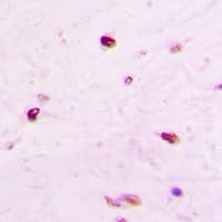 HIST3H3 Antibody