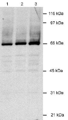 Monoclonal Mouse anti-Human Herpesvirus 8 HHV-8 LANA-2 Antibody (clone CM-A807, DY488, aa143-310, IF, WB)