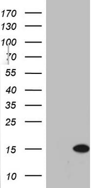 AAMDC Antibody (clone OTI1H5, Carrier-free)