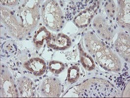 RAB21 Antibody (clone OTI6E12)