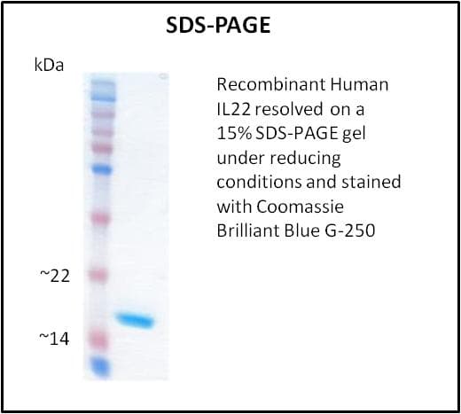 Human IL22 Protein (Recombinant)