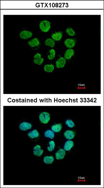 H2AFZ / H2A.z Antibody (C-Terminus)
