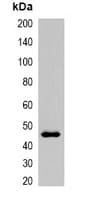 Polyclonal Rabbit Myc Tag Antibody (WB)