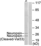 Polyclonal Rabbit anti-Human KLK8 / Kallikrein 8 Antibody (aa14-63, WB)