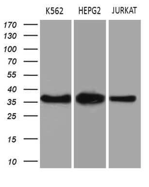 THOC3 Antibody (aa15-237, clone OTI4H6)