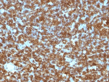 Monoclonal Mouse anti-Human CD45RA Antibody (clone PTPRC/1131, Ready-to-Use, IHC, IF)