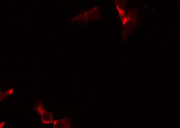 ARMCX3 Antibody