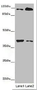 MCA32 Antibody