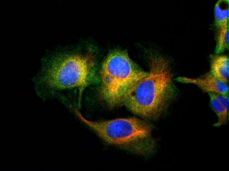 MFN1 Antibody (aa5-100, DY488)