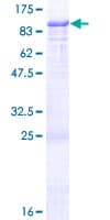 Human COLEC12 Protein (Recombinant GST)