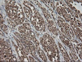 MRPS34 Antibody (clone OTI1H2)