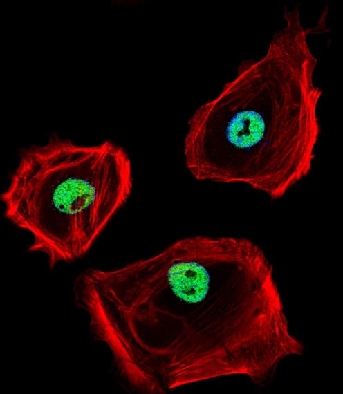 Polyclonal Rabbit anti-Human CTBP1 / CTBP Antibody (aa413-440, IF, WB)