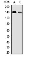 ICAM3 / CD50 Antibody