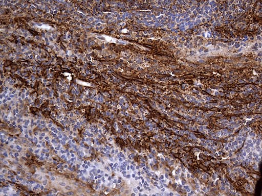 PDPN / Podoplanin Antibody (aa23-131, clone OTI3H5, Carrier-free)