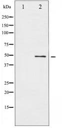 Polyclonal Rabbit anti-Human ATF2 Antibody (IHC, WB)