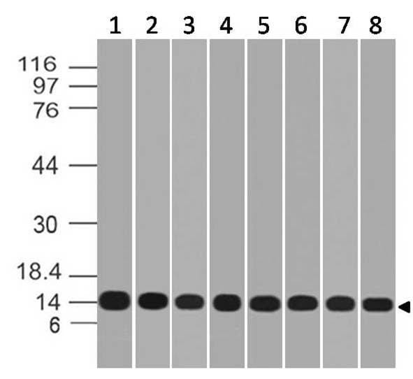 LGALS1 / Galectin 1 Antibody