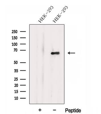 DTX4 Antibody