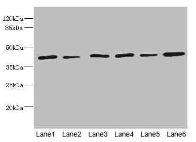 TMOD1 / Tropomodulin 1 Antibody
