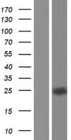 CLEC2L Protein (Over-Expression Lysate Myc-DDK (Flag))