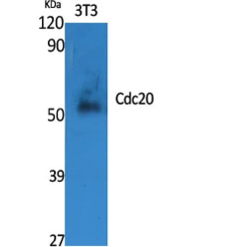 CDC20 Antibody (50-130 aa, Internal)