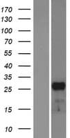 MESP1 Protein (Over-Expression Lysate Myc-DDK (Flag))