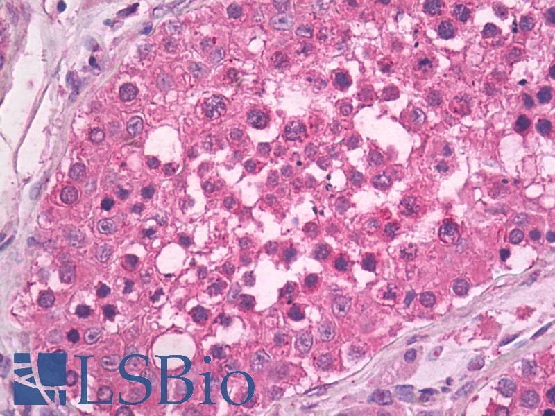 TSP23 Antibody (clone Tsp232A, PerCP)