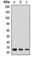 C1GALT1C1 Antibody