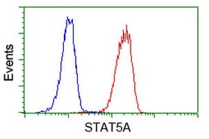 IHC-plus™ STAT5A Antibody (clone 9F7)