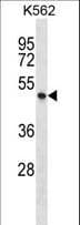 P2RX1 / P2X1 Antibody (aa345-372)