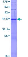 Human RAB10 Protein (Recombinant GST)