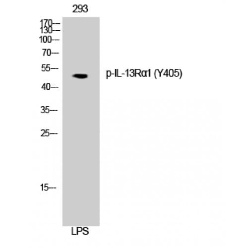 IL13RA1 / IL13R Alpha 1 Antibody (340-420 aa)