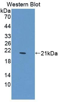 FAP-1 / PTPN13 Antibody (PE)