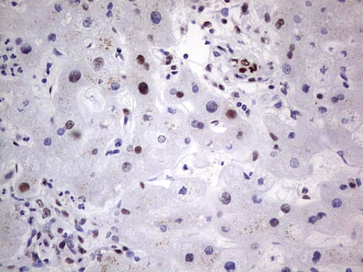 Monoclonal Mouse anti-Human C14orf166 Antibody (clone OTI4A3, IHC, WB)