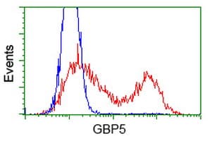 GBP5 Antibody (clone OTI8B12, Carrier-free)